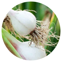 Garlic Root