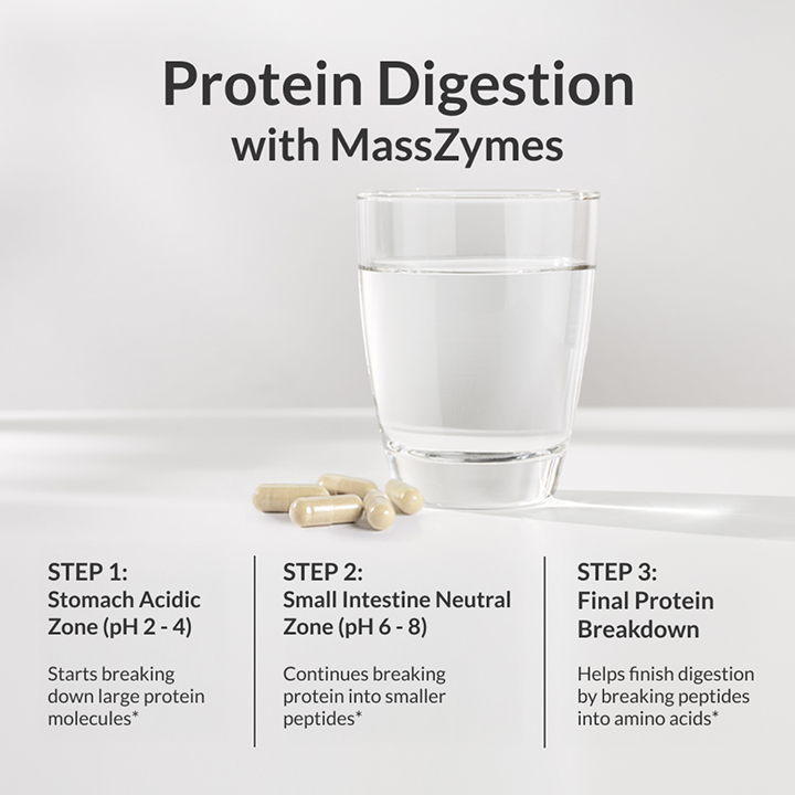 MassZymes Protein Digestion Process