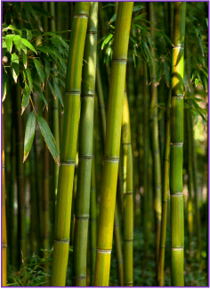 Bamboo Silica