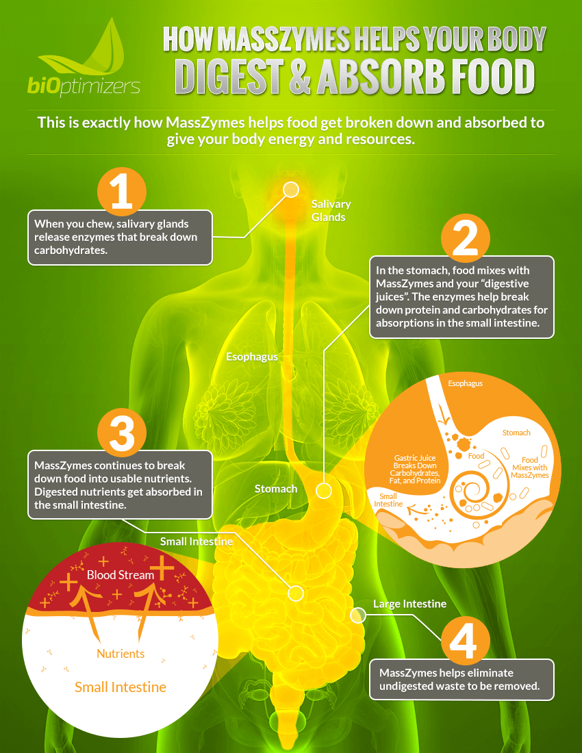 Digestion Infographic