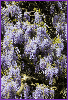 Glycine