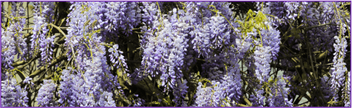 Glycine