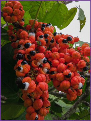 Guarana