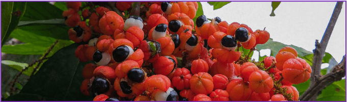 Guarana