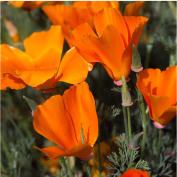 California Poppy Seed Extract