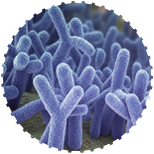 Bifidobacterium breve