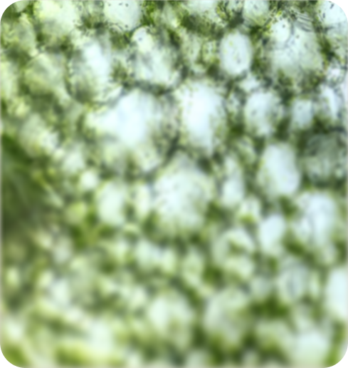 Microscopic view of plant cells with green chloroplasts