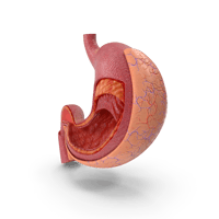 stomach illustration